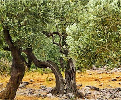 demo-olivos-01